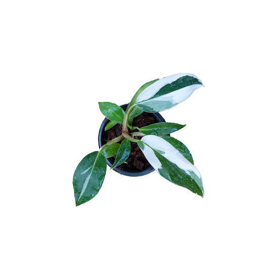 GreenShade Rare White Princess Philodendron | Mature Live Indoor Plant | 4'' pot